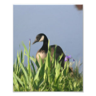Canada Goose And Irises Nature Painting 8x10 Photo Print