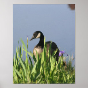 Canada Goose And Irises Nature Painting Poster