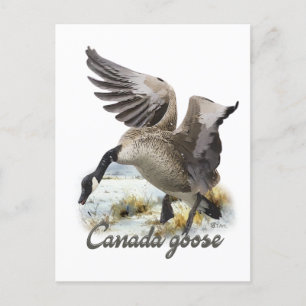 Canada Goose, Art Postcard