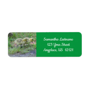 Canada Goose Babies Nature Address Label