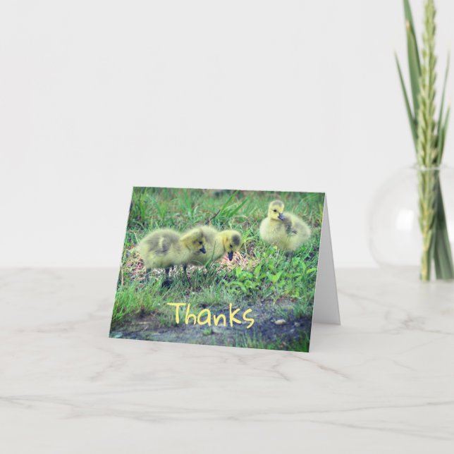 Canada Goose Babies Nature Thank You Card (Front)
