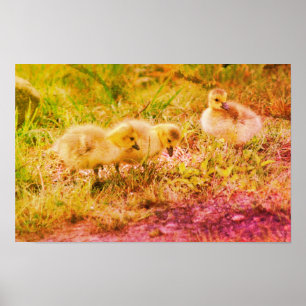 Canada Goose Babies Wildlife Distressed Art Poster
