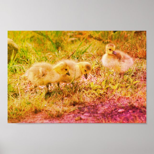 Canada Goose Babies Wildlife Distressed Art  Poster (Front)