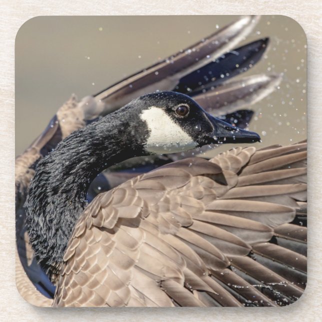 Canada Goose Beverage Coaster (Front)