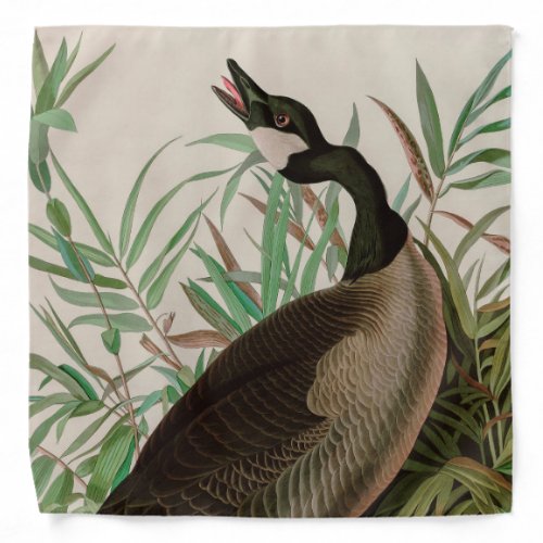 Canada Goose Birds of America Audubon Print Bandana