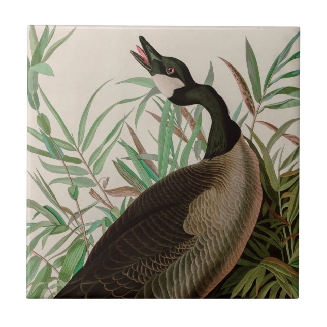 Canada Goose Birds of America Audubon Print Ceramic Tile (Front)
