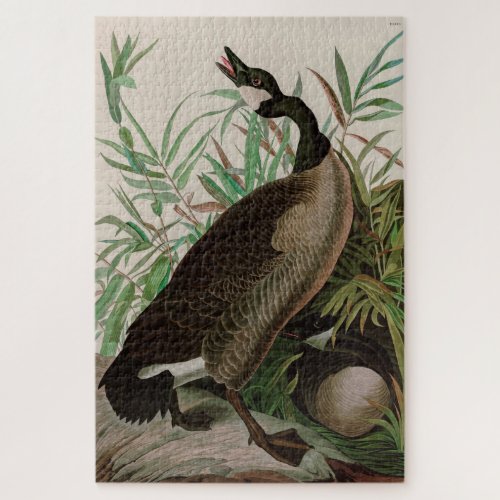 Canada Goose Birds of America Audubon Print Jigsaw Puzzle