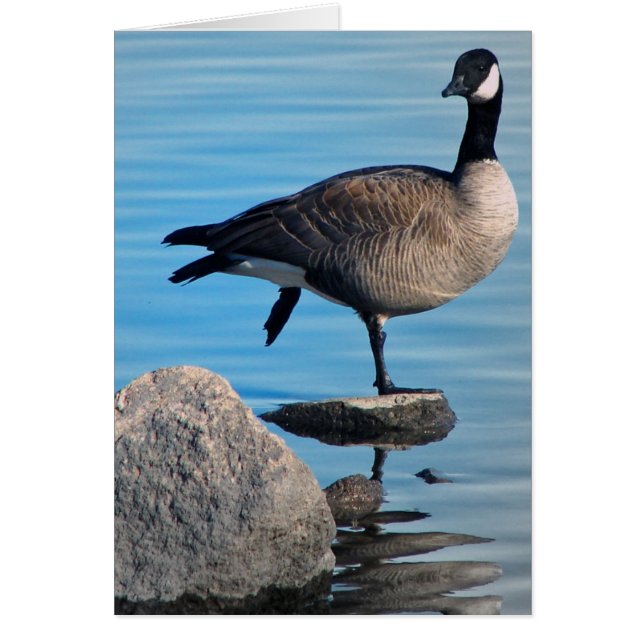 Canada Goose Cards (Front)