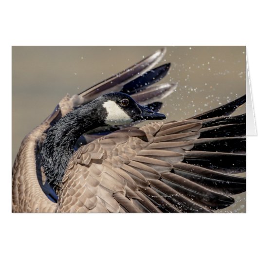Canada Goose Cards (Front Horizontal)