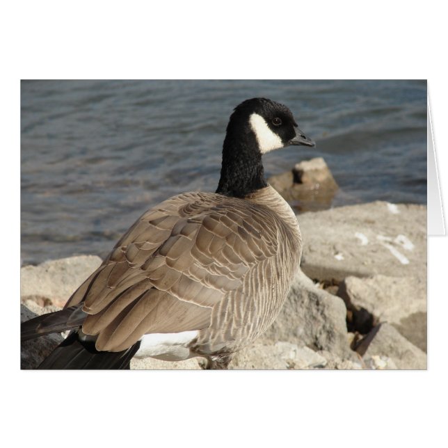 Canada Goose Cards (Front Horizontal)