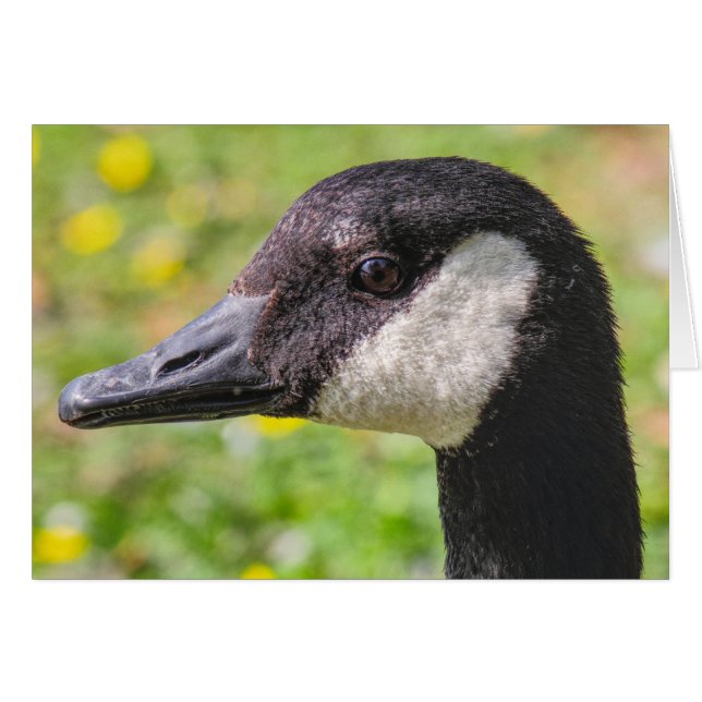 Canada Goose Cards (Front Horizontal)