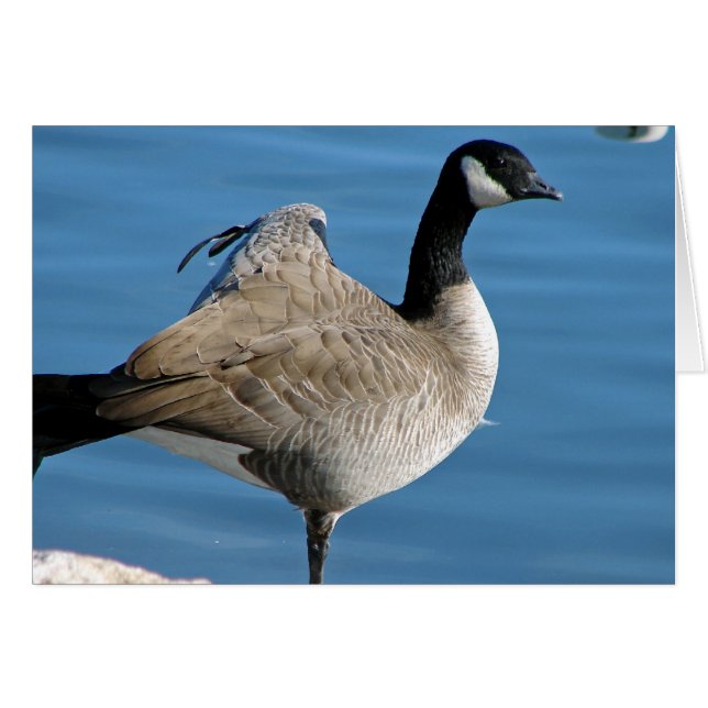 Canada Goose Cards (Front Horizontal)