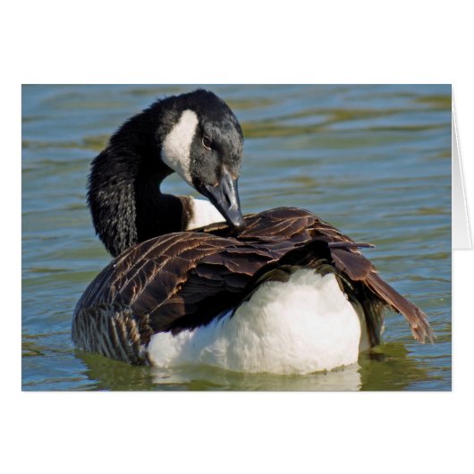 Canada goose cards (Front Horizontal)