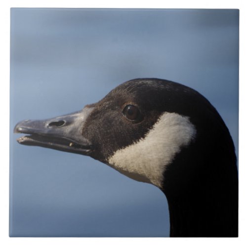 Canada Goose Ceramic Tile