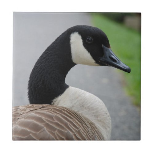 Canada goose ceramic tile