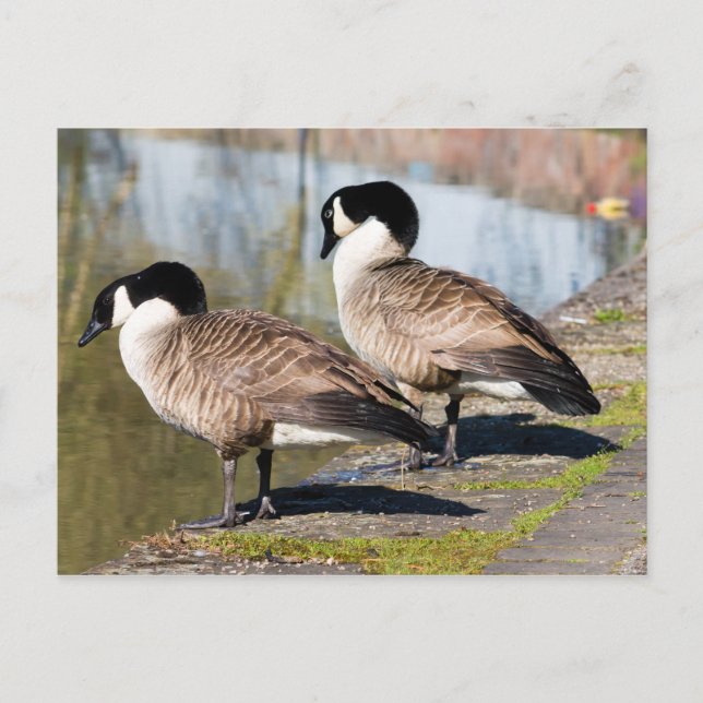 Canada Goose Couple Postcard (Front)