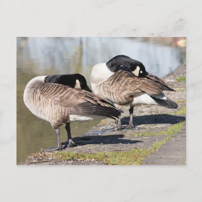 Canada Goose Couple Postcard (Front)