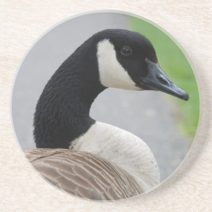 Canada goose drink coaster