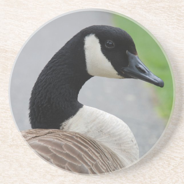 Canada goose drink coaster (Front)