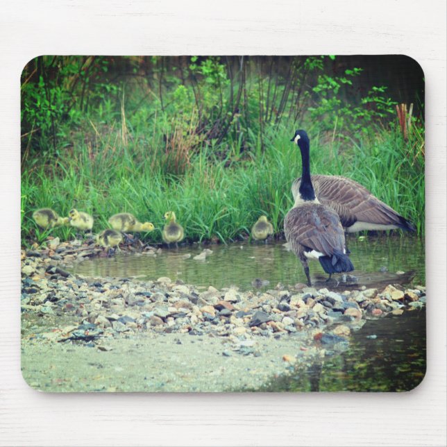 Canada Goose Family Babies Nature  Mouse Pad (Front)