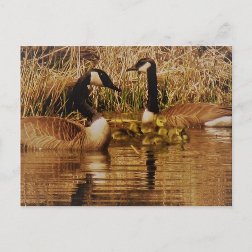 Canada Goose Family Cute Babies Goslings Geese Postcard