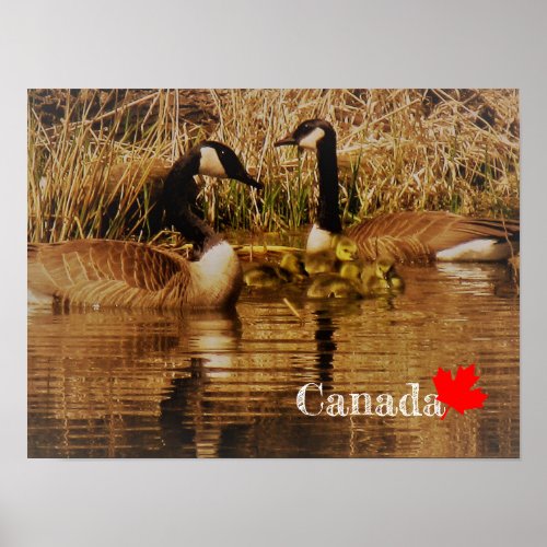 Canada Goose Family Cute Babies Goslings Geese Poster