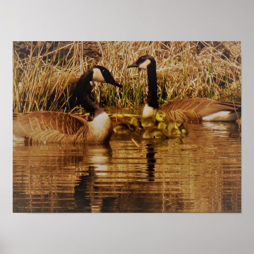 Canada Goose Family Cute Babies Goslings Geese Poster