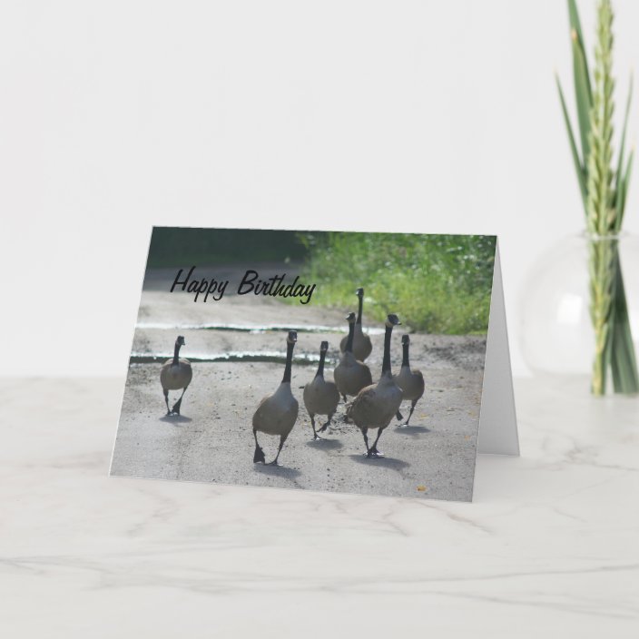 Canada Goose Family Nature Birthday Card | Zazzle.com