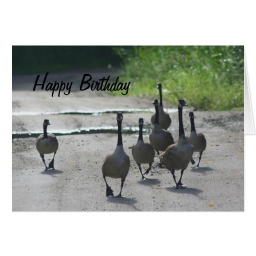 Canada Goose Family Nature Birthday Card | Zazzle