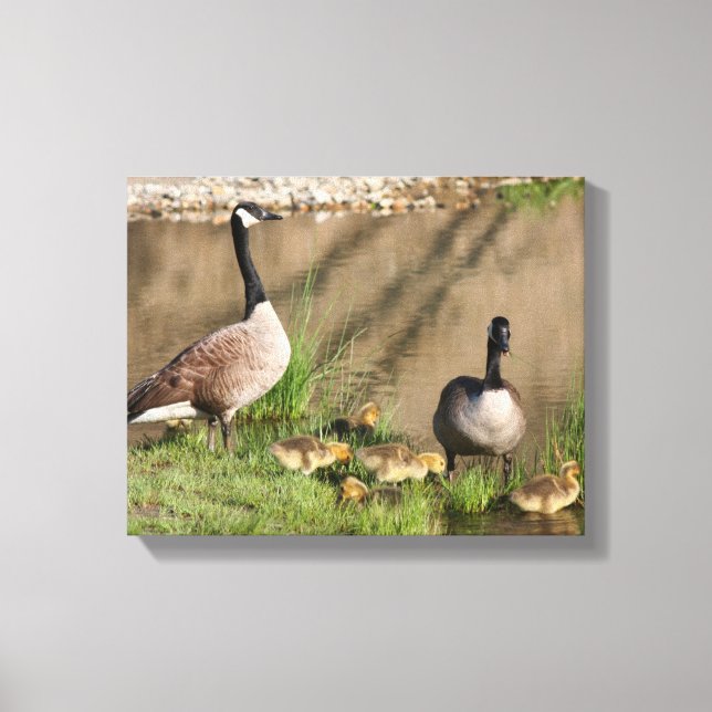 Canada Goose Family Nature Canvas Print (Front)