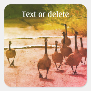 Canada Goose Family Nature Personalized Square Sticker