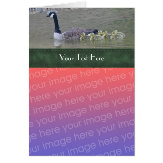 Canada Goose Family Nature Photo Card (Front)
