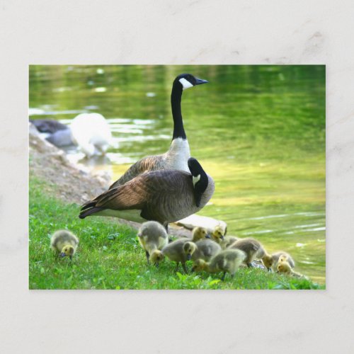 Canada goose family postcard