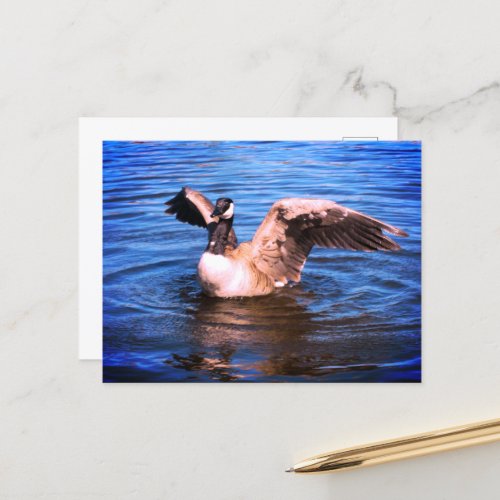 Canada Goose Flapping Her Wings Blue Water Nature  Postcard