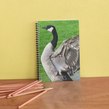 Canada Goose Flapping Wings Photo Notebook by northwestphotos at Zazzle