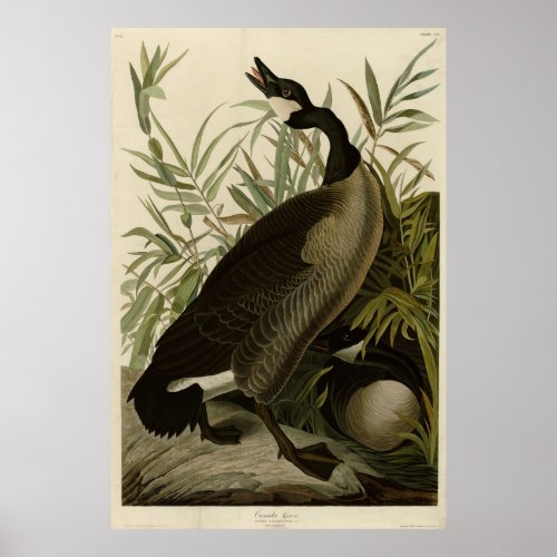 Canada Goose from Audubons Birds of America Poster