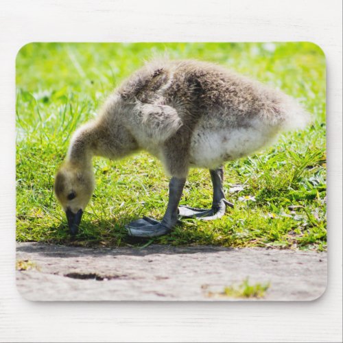 Canada Goose Gosling Mouse Pad