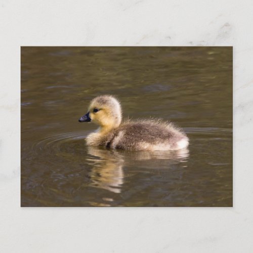 Canada Goose Gosling Postcard