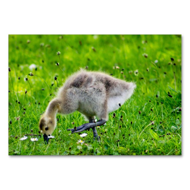 Canada Goose Gosling Table Number (Front)