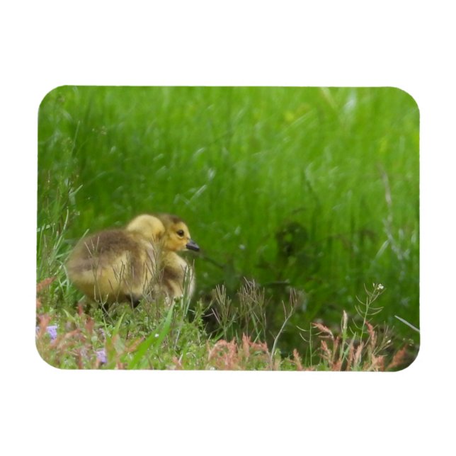 Canada Goose goslings Magnet (Horizontal)
