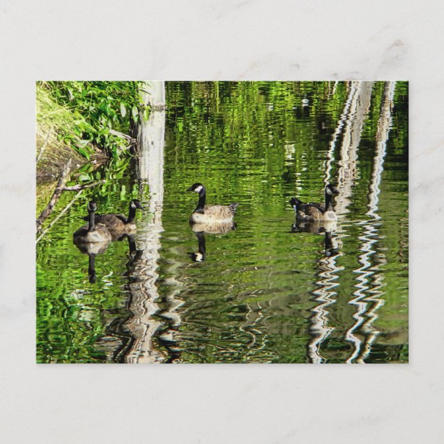 (Canada) Goose Green Postcard (Front)