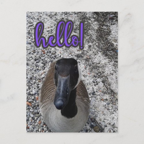 Canada Goose Hello Postcard