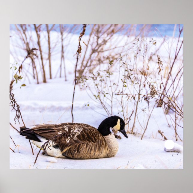 Canada Goose in Snow Poster (Front)