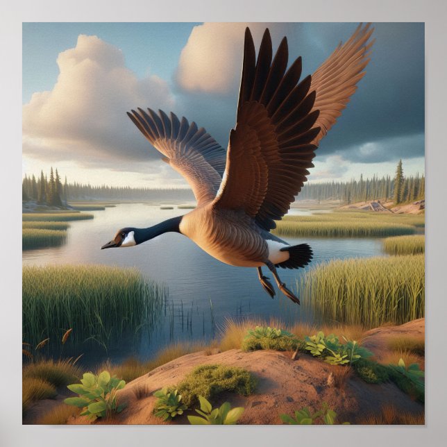 Canada Goose in Tranquil Wetlands Poster (Front)