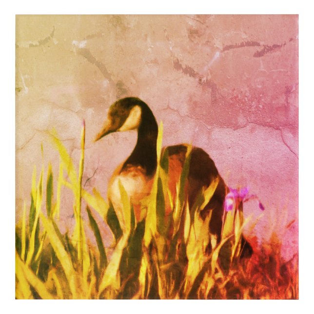 Canada Goose Irises Nature Art    (Front)