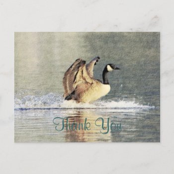 Canada Goose Landing Postcard by redletterdays at Zazzle
