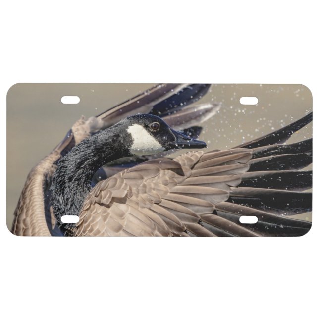 Canada Goose License Plate (Front)