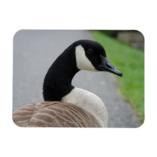 Canada goose magnet (Horizontal)
