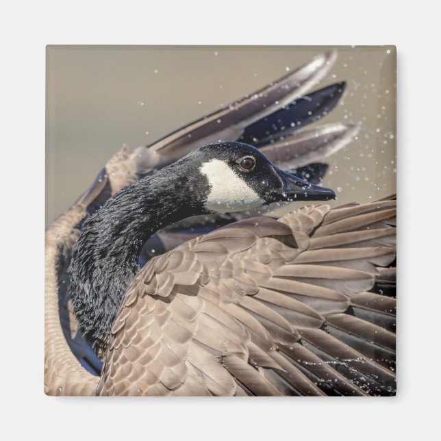 Canada Goose Magnet (Front)