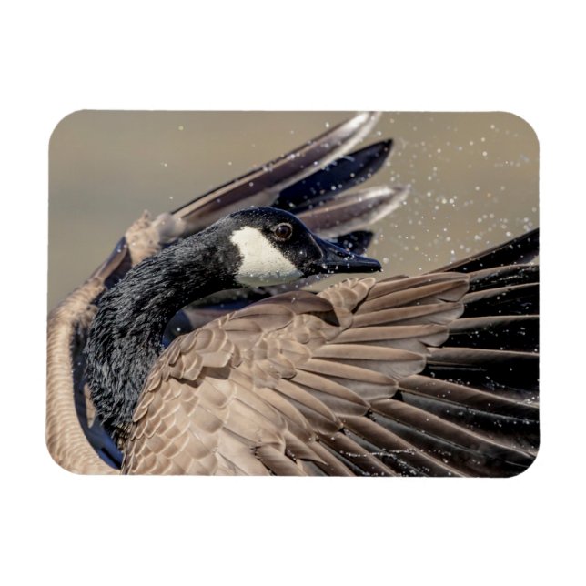 Canada Goose Magnet (Horizontal)